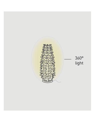 bonsai pflanze kaufen Bonsai Araucaria Cunninghamii in vas ceramic – Secret Garden Plant Shop